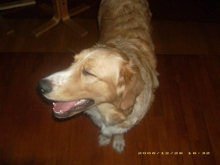 Blanding af racer Buller.... - uhh hva er der mon der henne... billede 17