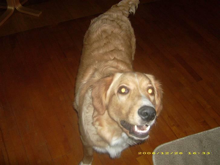 Blanding af racer Buller.... - SMIL... billede 18