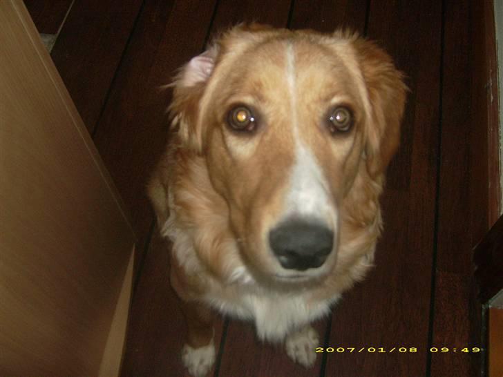 Blanding af racer Buller.... - Nærbillede af MIG!... billede 19