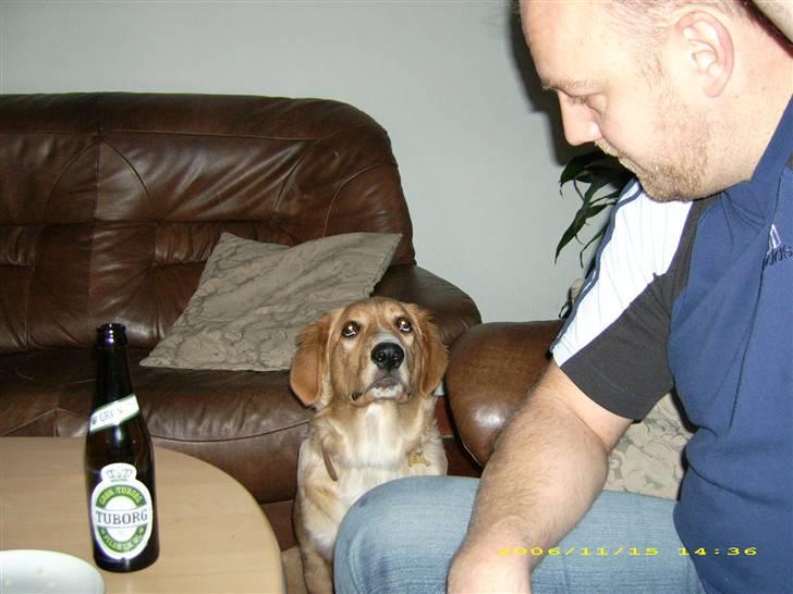 Blanding af racer Buller.... - Kom nu far, må jeg ikk godt få bare en lille smule ØL... billede 20