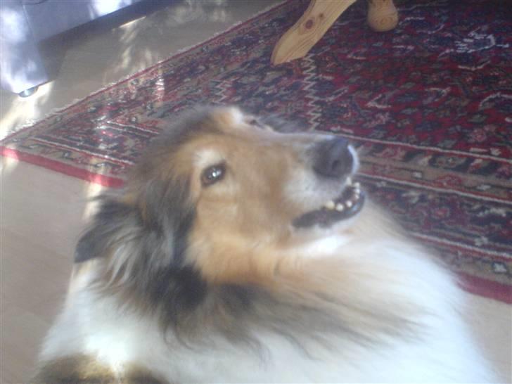 Collie langhåret Isabella billede 1