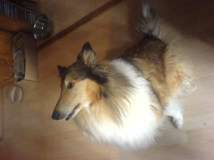 Collie langhåret Isabella billede 2