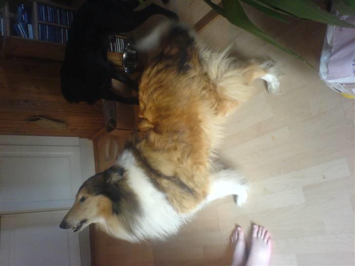 Collie langhåret Isabella billede 3