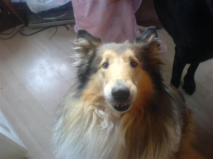 Collie langhåret Isabella billede 4