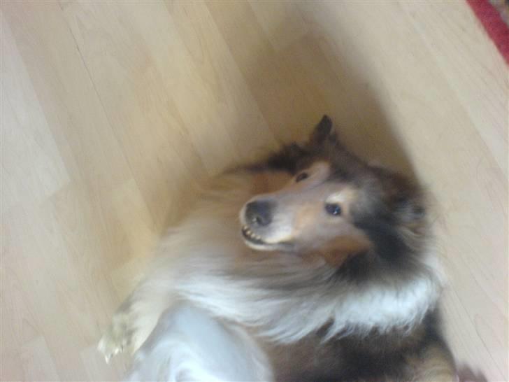 Collie langhåret Isabella billede 5
