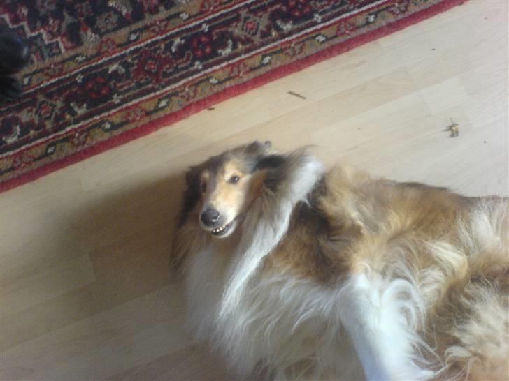 Collie langhåret Isabella billede 6