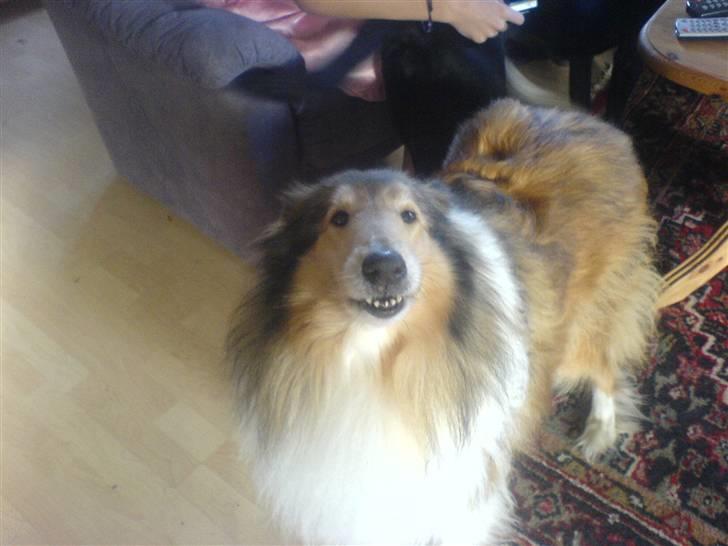 Collie langhåret Isabella billede 7