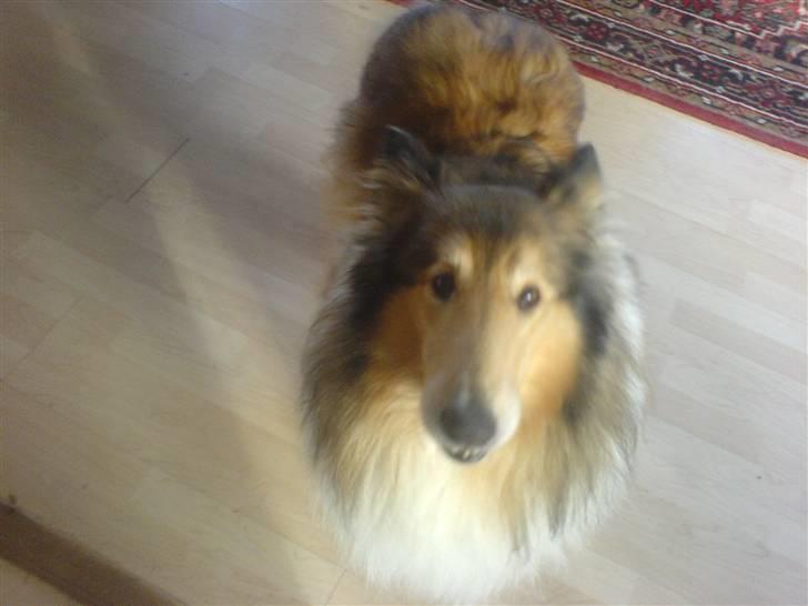 Collie langhåret Isabella billede 8