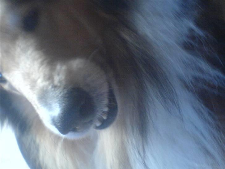 Collie langhåret Isabella billede 9