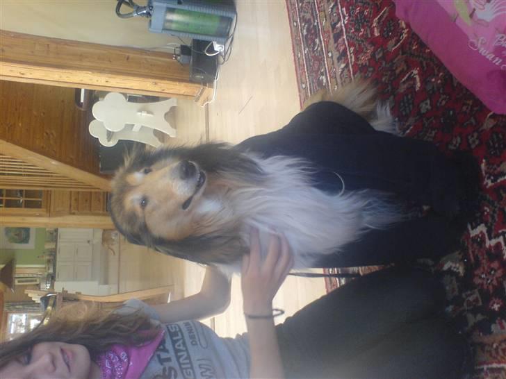 Collie langhåret Isabella billede 10