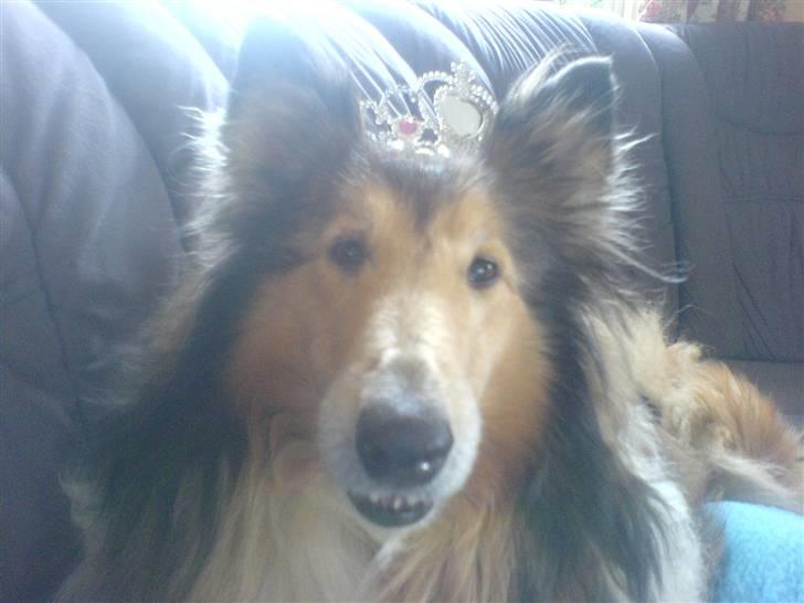 Collie langhåret Isabella billede 11