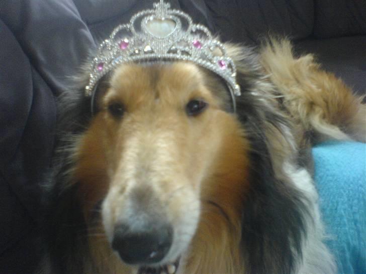 Collie langhåret Isabella billede 12