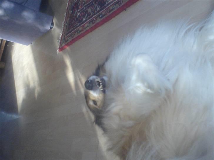 Collie langhåret Isabella billede 13