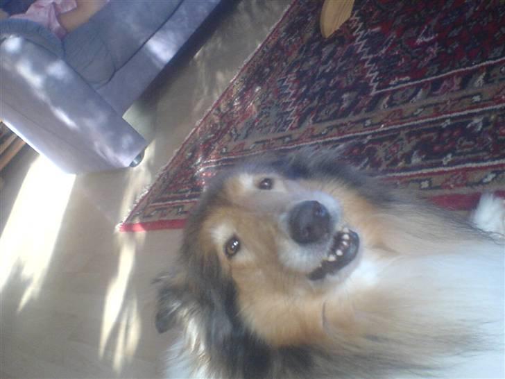 Collie langhåret Isabella billede 14