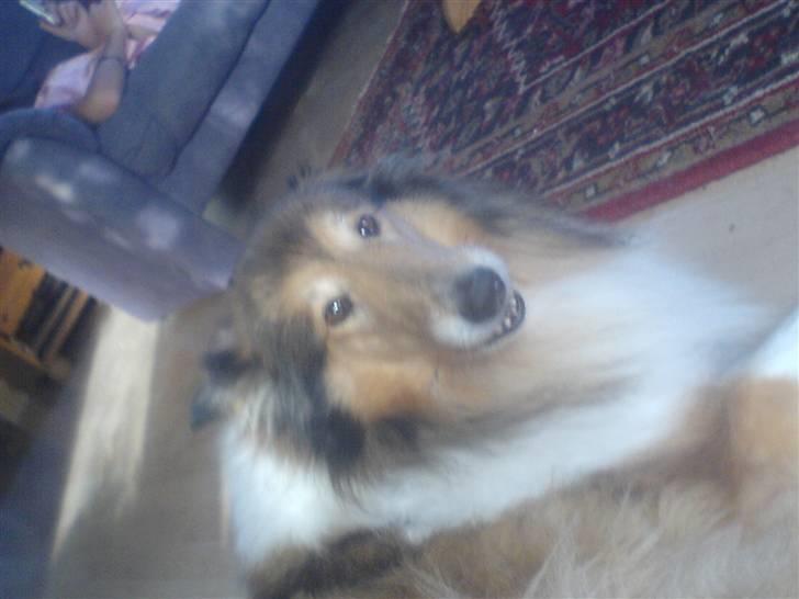 Collie langhåret Isabella billede 15