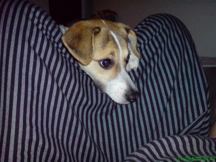 Dansk svensk gaardhund Luca Toni billede 5