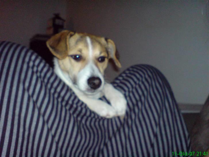 Dansk svensk gaardhund Luca Toni billede 6