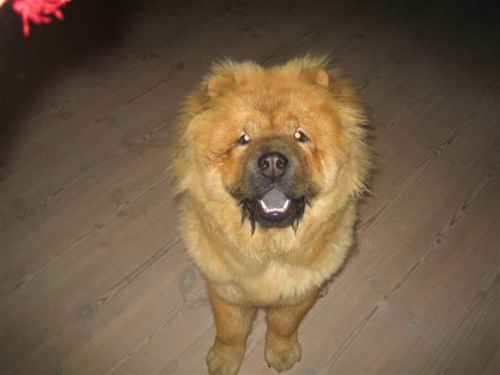 Chow chow watong * NYE BILLEDER* billede 11