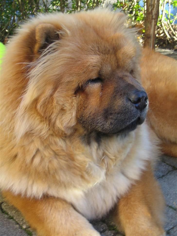 Chow chow watong * NYE BILLEDER* billede 12