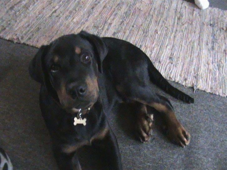 Rottweiler Charli billede 4
