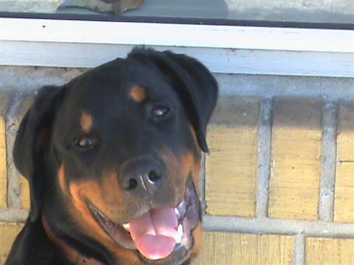 Rottweiler Charli billede 5