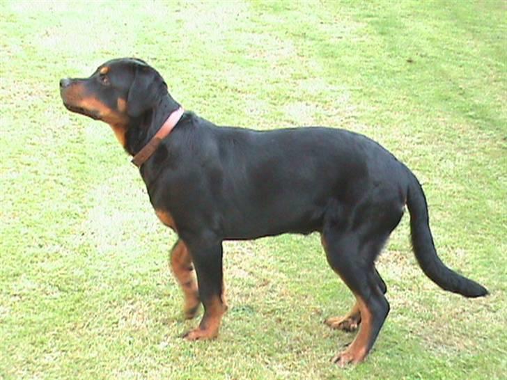 Rottweiler Charli billede 6