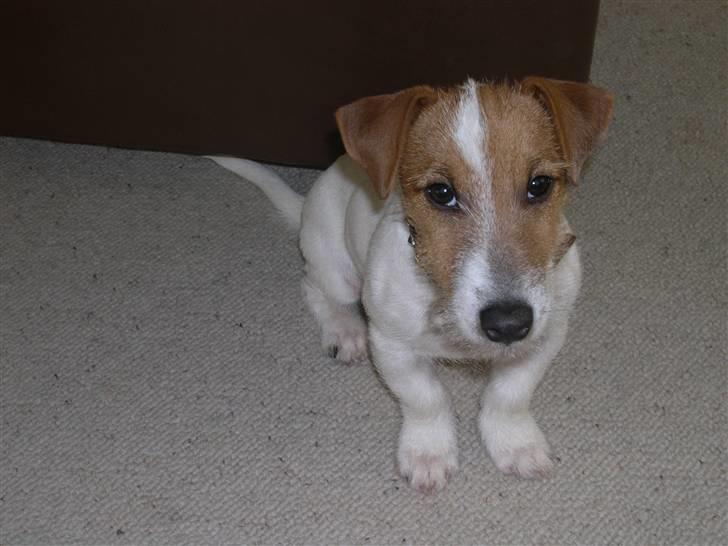 Jack russell terrier Loui billede 1