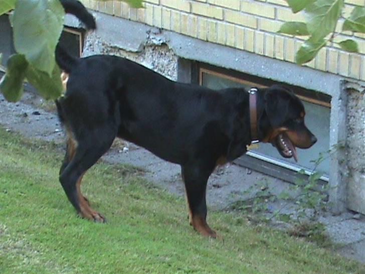 Rottweiler Charli billede 7