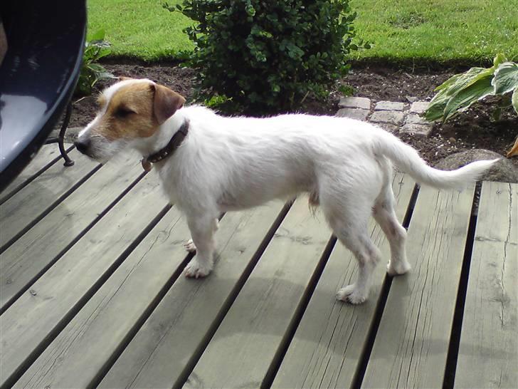 Jack russell terrier Loui billede 2