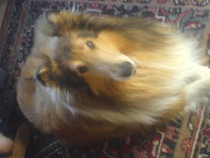 Collie langhåret Felix (Død) billede 1