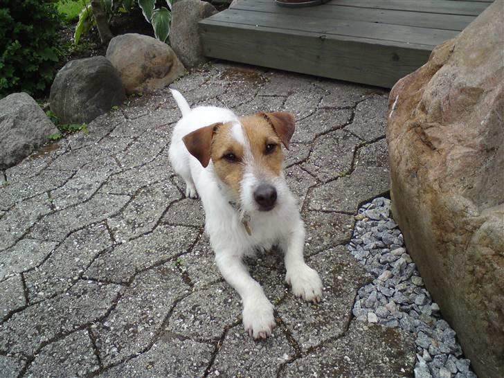 Jack russell terrier Loui billede 3
