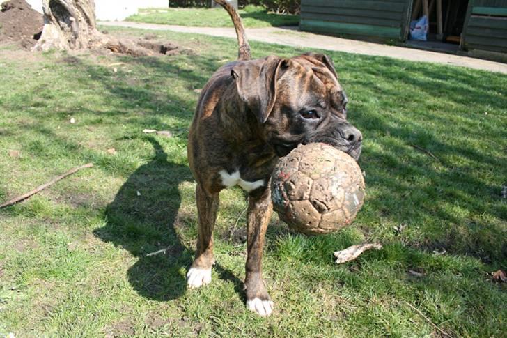 Boxer Emma - Nyt billede. Emma er vokset en smugle :) billede 18