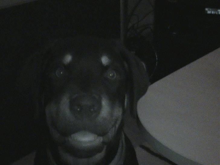 Rottweiler Charli billede 8