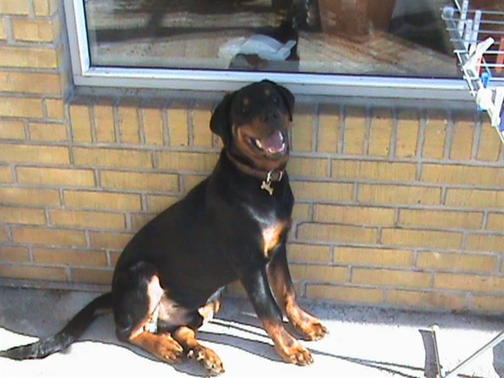 Rottweiler Charli billede 9