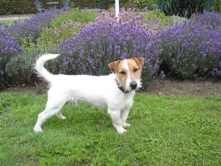 Jack russell terrier Loui billede 5
