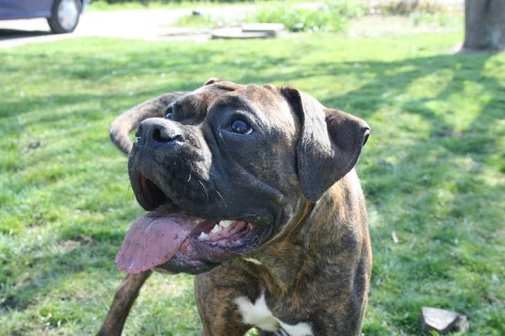 Boxer Emma - Nyt billede. Emma er vokset en smugle :) billede 19