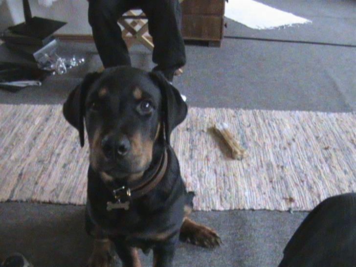 Rottweiler Charli - 20uger gammel ca. billede 10