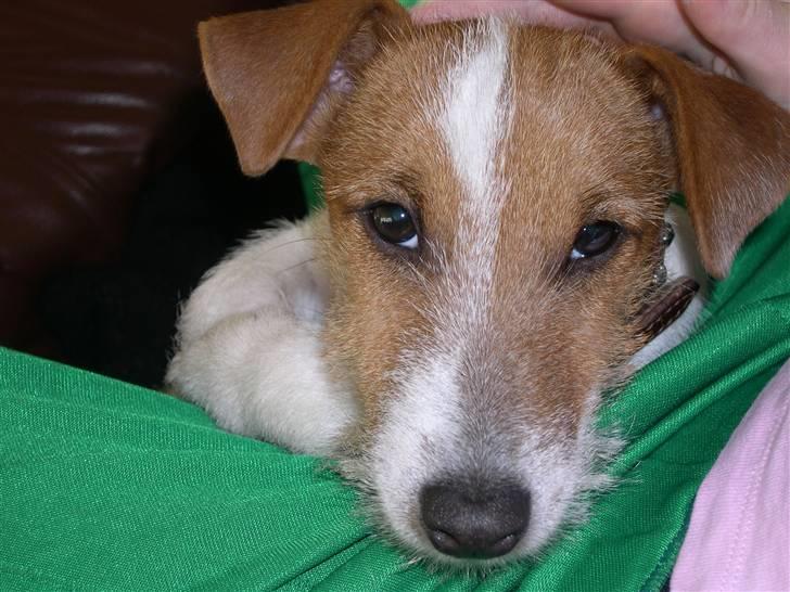 Jack russell terrier Loui billede 8