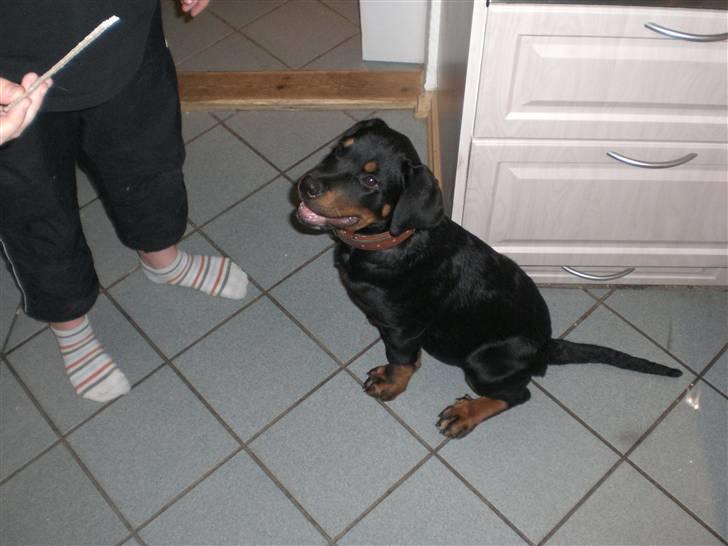 Rottweiler Charli - Charli da han var 16uger gammel billede 11