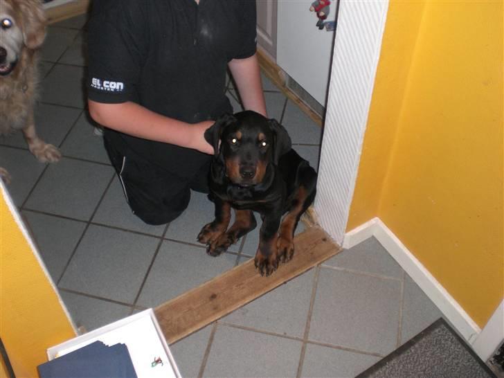Rottweiler Charli - Charli da han var 16uger gammel billede 12