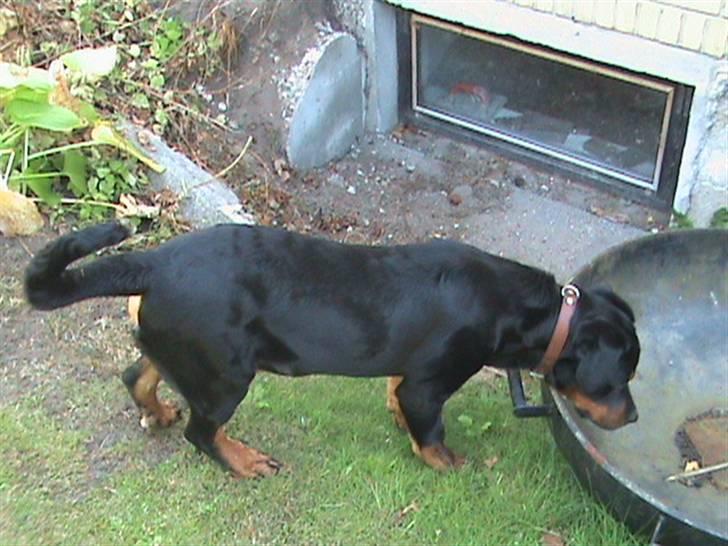 Rottweiler Charli billede 13