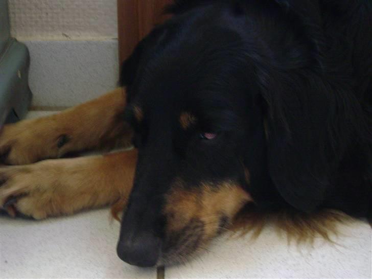 Hovawart X-it - jeg er sååå træt!! billede 7