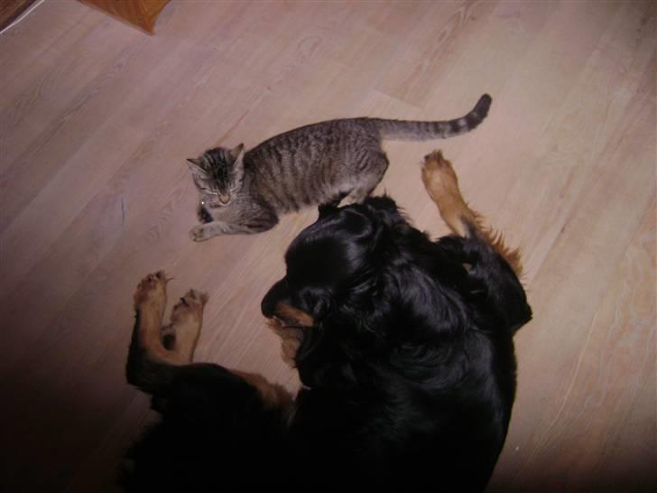 Hovawart X-it - X-it elsker Donna (vores kat) billede 8