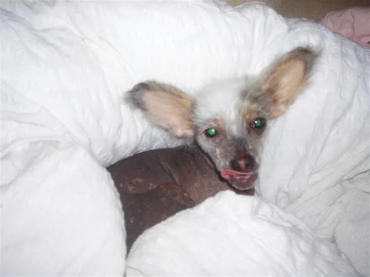 Chinese crested hårløs Fregne (Mexi Rosie-Liv) billede 12