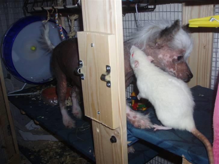 Chinese crested hårløs Fregne (Mexi Rosie-Liv) billede 13