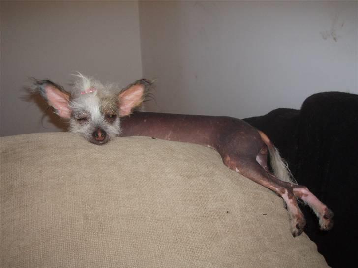 Chinese crested hårløs Fregne (Mexi Rosie-Liv) - PINUP billede 14