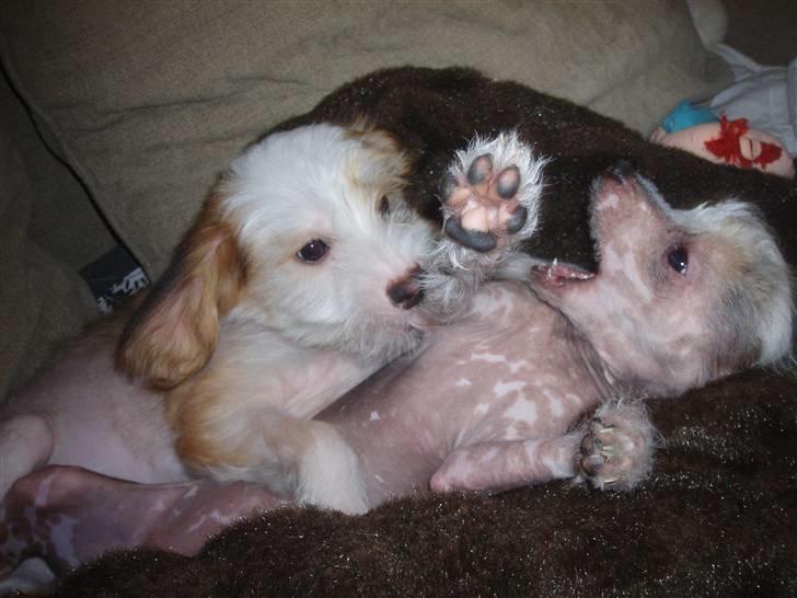 Chinese crested hårløs Fregne (Mexi Rosie-Liv) - Futte er ny i flokken, han skal lige sættes på plads billede 15