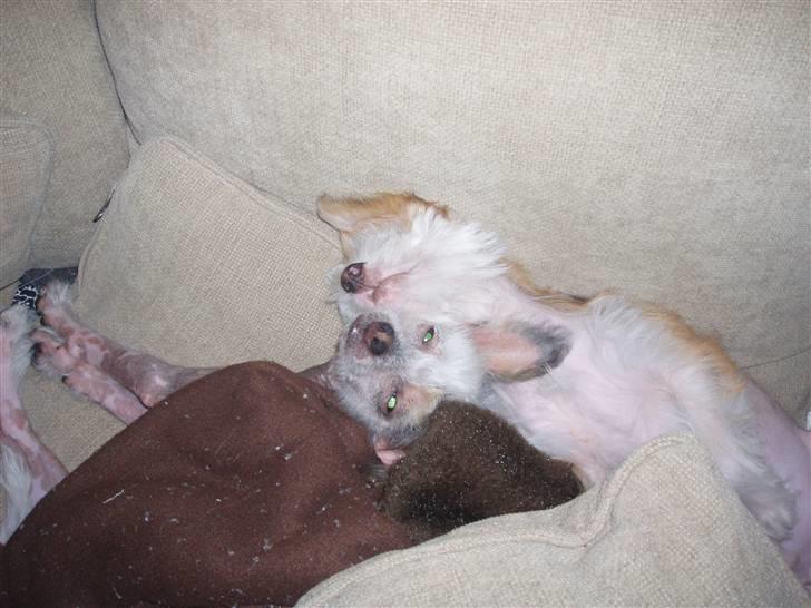 Chinese crested hårløs Fregne (Mexi Rosie-Liv) - Ååååhh moar vi sover billede 16