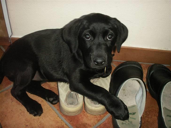 Labrador retriever Freya billede 13