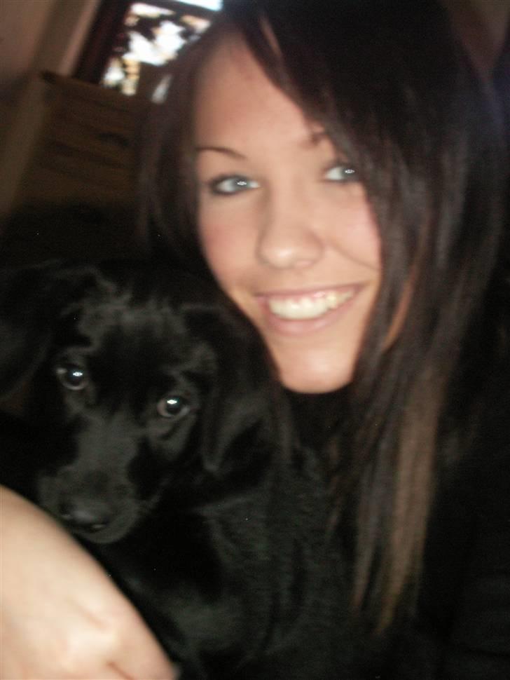 Labrador retriever Freya billede 14